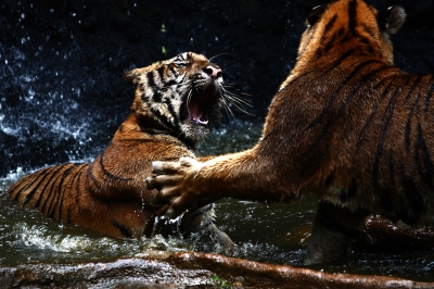 combat de tigre - situation stressante?